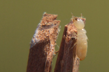 termite-dampwood - Resized