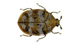 carpetbeetle