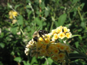 carpenter bee