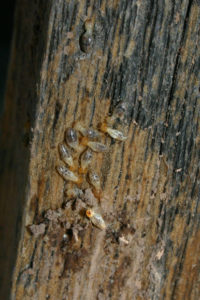 termites