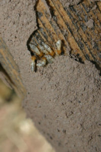 termites on wood