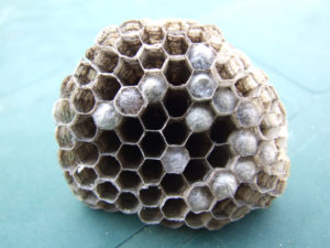 wasps nest