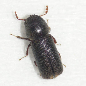 powderpost beetle