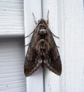 moth