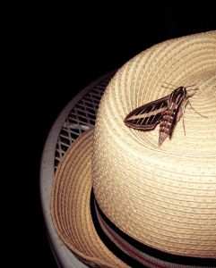 moth on hat