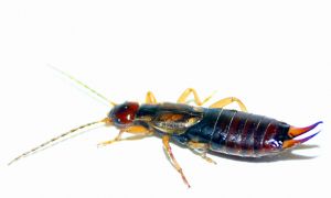 earwig