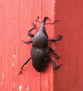 weevil