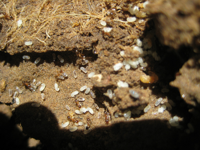 Ant Eggs