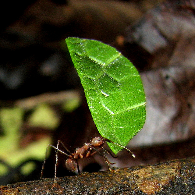 Leaf Cutters