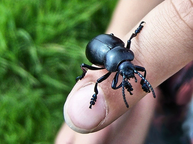 Dung Beetle Up Close