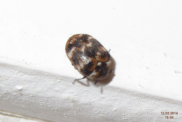 Carpet Beetle Up Close