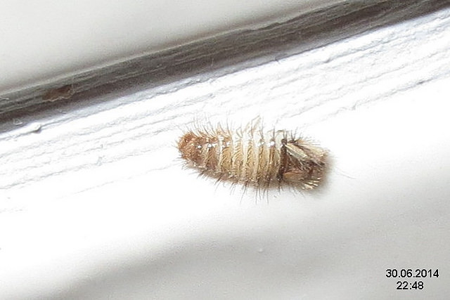 Hatched Larvae