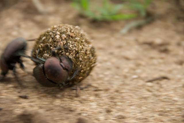 Beetle Rolling Dung Ball