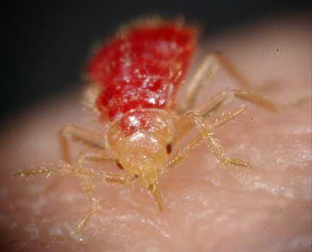 Bed Bug Up Close