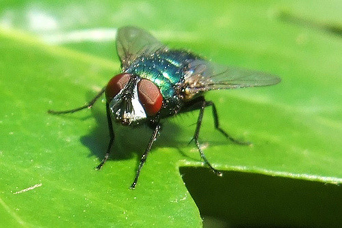 Fly on Leaf