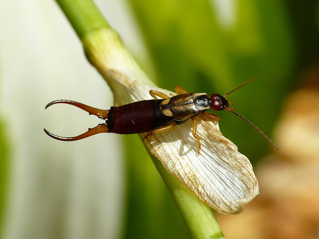 Earwig on Plant