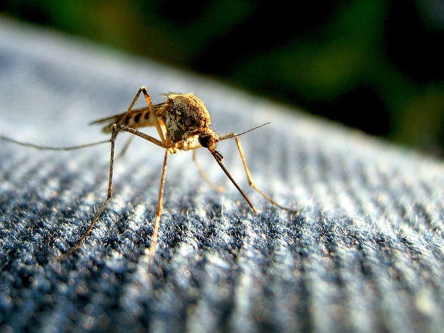 Mosquito Up Close