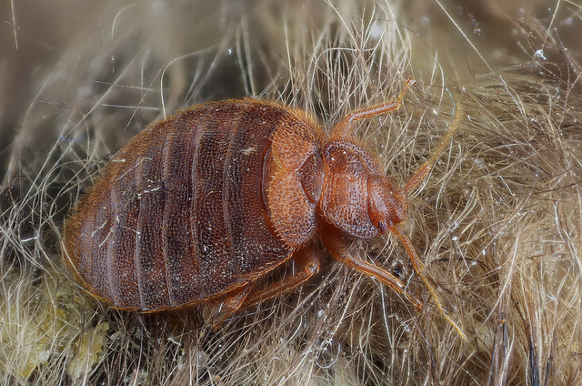 Cimex lectularius