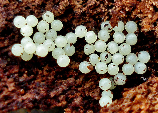 Earwig Eggs