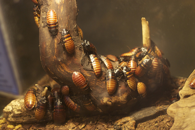 Roach Colony