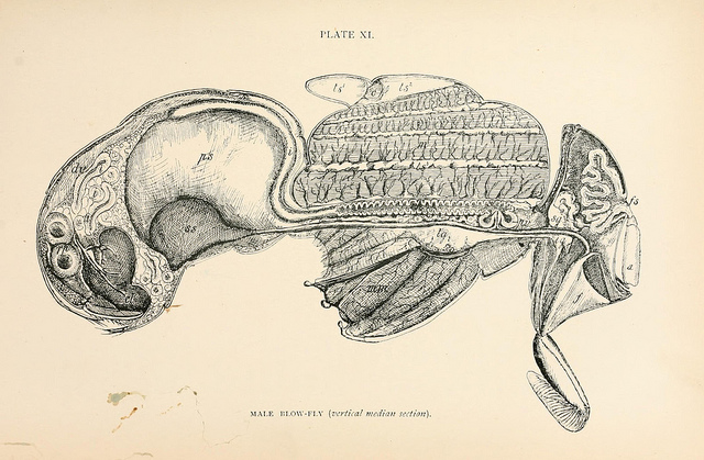 Fly Anatomy