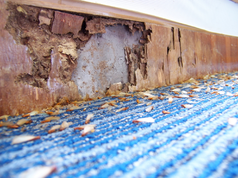 Termite Damage