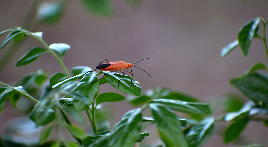 How To Prevent Boxelder Bugs From Infesting Your Home