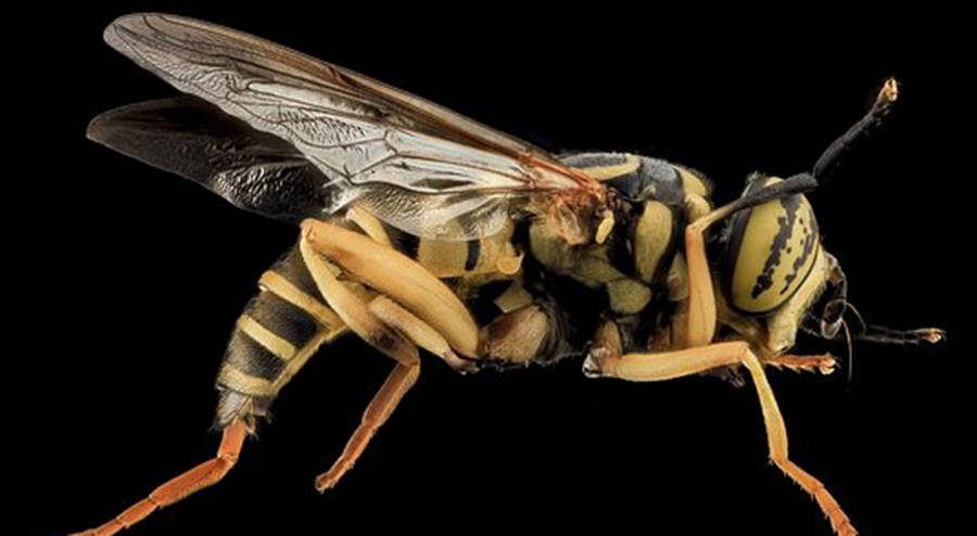 How To Prevent Yellow Jackets From Infesting Your Home