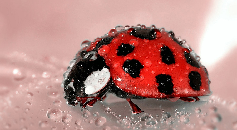 Finding Ladybugs In Your House? Here's What You Need To Know
