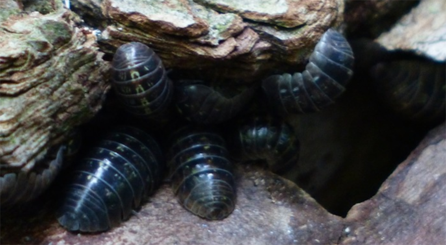 The Benefits Of Keeping Rolly Pollies