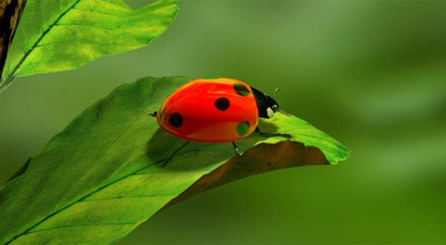 What Attracts Live Ladybugs To Your Home