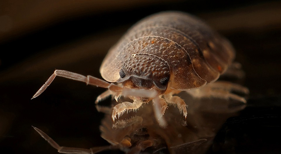 Why You Should Hire A Pest Management Professional To Eliminate Sow Bugs
