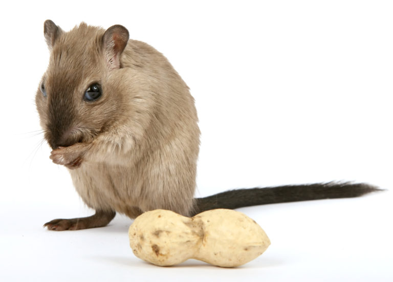 How to Get Rid of Mice - Exterminator